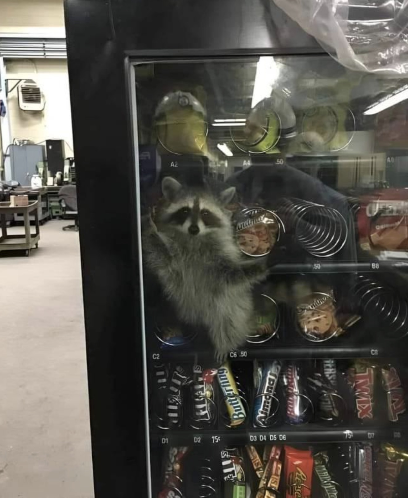 raccoon in vending machine meme - A2 50 C2 C6.50 Butty 01 D2 75 D3 D4 D5 D6 B8 Sval